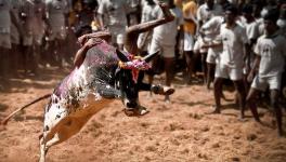   Jallikattu 