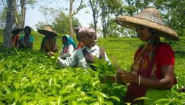 Tea Workers