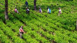 Basic Welfare Provisions for Tea Estate Workers Under Threat