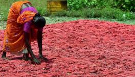 Firecracker Workers Tamil Nadu