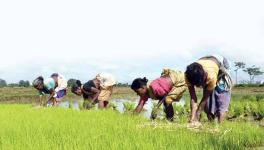 telangana Farmers