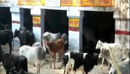 UP Govt to Charge 2% 'Gau Cess'