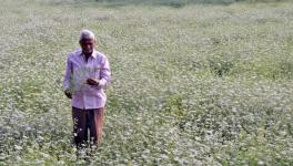 Andhra Pradesh: After Farmers’ Suicides, Families Await Govt Assistance in Drought-hit Kurnool