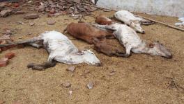 Over 200 Cows Deaths Reported Due to Overcrowding in Greater Noida Shelter