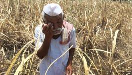 Elections 2019: No 'Acche Din' Yet for UP's Small Farmers