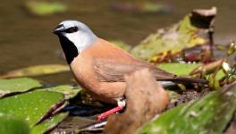 Adani’s Coal Project in Trouble as Queensland Rejects its Plan on Endangered Bird 