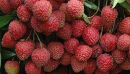 Litchi Farmers in Muzaffarpur