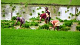 Bihar: Heavy Rains Bring Ray of Hope for Paddy Farmers, Threat of Floods Looms Large