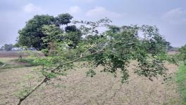 Jammu: Drying Canals Leave Farmers in Misery