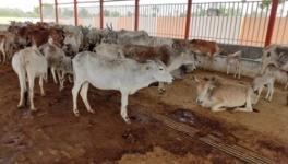 UP Govt. Proposes Gau Sewa Aayog to Provide Certificate to People Transporting Cows