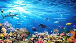 Ocean Acidification can Cause Mass