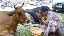 The holy cow in India