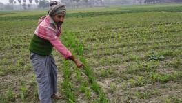 Crop devastation by Nilgai in Bihar