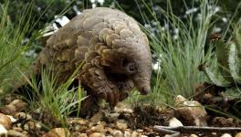 Chinese Scientists Suspect Exotic Pangolins May've Aided Spread of Coronavirus