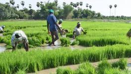 Protected Special Agricultural Zone in Tamil Nadu: Farmers’ Interest or Political Interest?