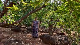 Climate Change Affecting Cashew 