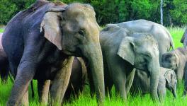 3 Wildlife Sanctuaries in Jharkhand