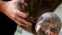 pangolin