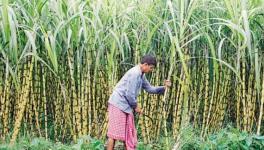 Sugarcane Farmers in UP Still