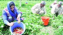 UP: Strawberries Rot and Watermelons Wither as Lockdown hits Fruit Farmers in the State