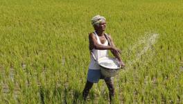 Amid Pandemic Scare, Monsoon Showers Bring Smile to Paddy Farmers in Bihar