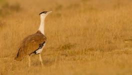 Great Indian Bustard.