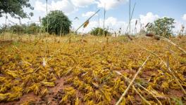 Locusts Damage Crops