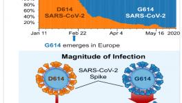 COVID-19: Virus Strain Dominant Worldwide Is Different from Original in Wuhan