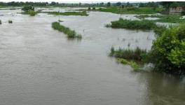 Paddy Field