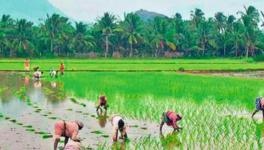 paddy farmers