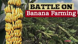 Banana Farming