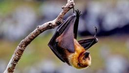 How the Deadly Nipah Virus Jumps From Bats to Humans Found: Study