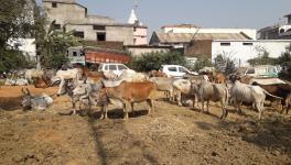 BJP Youth Leader, 19 Others Booked in MP for Smuggling Bovines to Maharashtra for Slaughter  