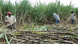 With Exploitative Mills in Wait, TN’s Cane Farmers Apprehensive of New Contract Farming Law