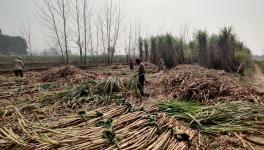 UP: With Dues Piling up, Sugarcane Farmers Await Prices for This Season