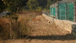 Tigress being released from the enclosure. Photo by : Siddhant Umariya/ WWF India