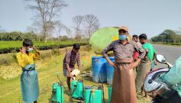 Assam Tea Workers