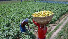 Maharashtra’s Small Farmers Land in Major Financial Crisis Due to Lockdown.