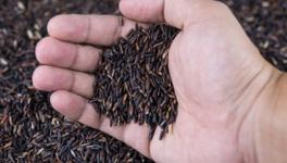 UP: High Demand, Good Returns, but Where do Farmers Sell Chandauli’s Black Rice, Mr PM?