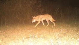 himalayn wolf