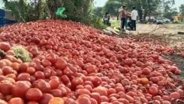 maha tomato farmers.