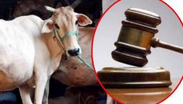 SHOCKING! Allahabad HC asks that Cow Protection be declared a Fundamental Right for Hindus!