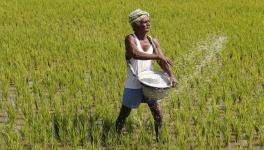 Bihar Farmers hit by Fertiliser Shortage and Soaring Black Mark