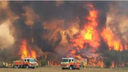 Australia’s Bush Fires: Millions of Tonnes of Carbon Emitted, Phytoplankton Bloom Observed