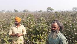 Malwa Farmers