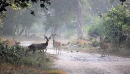 How Uttarakhand Leaders Hurt the Fragile Ecology of their State