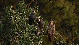 Conservation efforts are helping the birds to bounce back from the brink of extinction