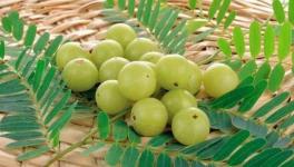 World’s Largest Producer of Amla