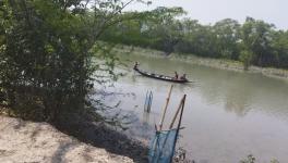 sunderban