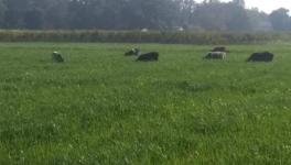 Stray Cattles